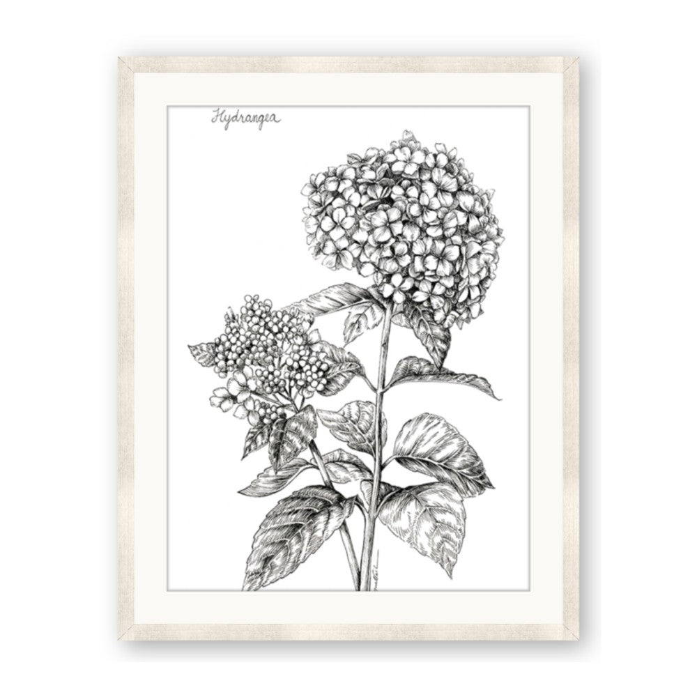 Hydrangea Sketch