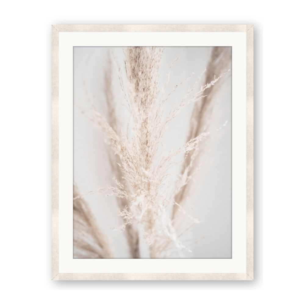 Whispy Pampas