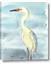 Picture of White Pelican