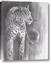 Picture of Charcoal Leopard