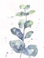 Picture of Green Eucalyptus II _GroupedProduct_Rectangle_Portrait_Unframed_Print_Only_