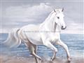 Picture of Wild Horse _GroupedProduct_Rectangle_Landscape_Unframed_Print_Only_