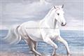 Picture of Wild Horse _GroupedProduct_Rectangle_Landscape_Unframed_Print_Only_