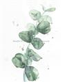 Picture of Green Eucalyptus I _GroupedProduct_Rectangle_Portrait_Unframed_Print_Only_