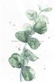 Picture of Green Eucalyptus I _GroupedProduct_Rectangle_Portrait_Unframed_Print_Only_