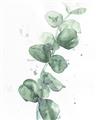 Picture of Green Eucalyptus I _GroupedProduct_Rectangle_Portrait_Unframed_Print_Only_