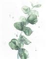 Picture of Green Eucalyptus I _GroupedProduct_Rectangle_Portrait_Unframed_Print_Only_