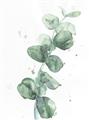 Picture of Green Eucalyptus I _GroupedProduct_Rectangle_Portrait_Unframed_Print_Only_