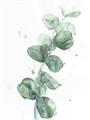 Picture of Green Eucalyptus I _GroupedProduct_Rectangle_Portrait_Unframed_Print_Only_