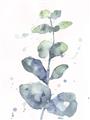 Picture of Green Eucalyptus II _GroupedProduct_Rectangle_Portrait_Unframed_Print_Only_