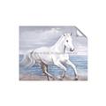 Picture of Wild Horse _GroupedProduct_Rectangle_Landscape_Unframed_Print_Only_