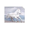 Picture of Wild Horse _GroupedProduct_Rectangle_Landscape_Unframed_Print_Only_