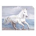 Picture of Wild Horse _GroupedProduct_Rectangle_Landscape_Unframed_Print_Only_