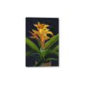 Picture of Indoor Plant _GroupedProduct_Rectangle_Portrait_Canvas_