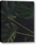 Picture of Tropical Palm Leaves I