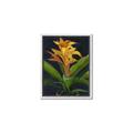 Picture of Indoor Plant _GroupedProduct_Rectangle_Portrait_Canvas_Framed_
