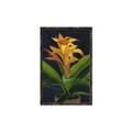 Picture of Indoor Plant _GroupedProduct_Rectangle_Portrait_Canvas_Framed_