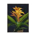 Picture of Indoor Plant _GroupedProduct_Rectangle_Portrait_Canvas_Framed_