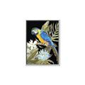 Picture of Parrot Paradise IV _GroupedProduct_Rectangle_Portrait_Canvas_Framed_