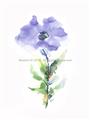 Picture of Purple Petunia I _GroupedProduct_Rectangle_Portrait_Unframed_Print_Only_