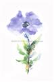 Picture of Purple Petunia I _GroupedProduct_Rectangle_Portrait_Unframed_Print_Only_