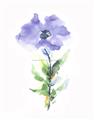 Picture of Purple Petunia I _GroupedProduct_Rectangle_Portrait_Unframed_Print_Only_