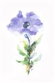 Picture of Purple Petunia I _GroupedProduct_Rectangle_Portrait_Unframed_Print_Only_