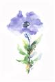 Picture of Purple Petunia I _GroupedProduct_Rectangle_Portrait_Unframed_Print_Only_