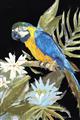 Picture of Parrot Paradise IV _GroupedProduct_Rectangle_Portrait_Unframed_Print_Only_