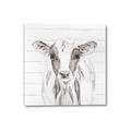 Picture of Frontal Cow Portrait _GroupedProduct_Square_Canvas_