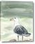 Picture of Sea Gull