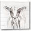 Picture of Frontal Cow Portrait