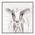 Picture of Frontal Cow Portrait _GroupedProduct_Square_Canvas_Framed_