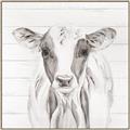 Picture of Frontal Cow Portrait _GroupedProduct_Square_Canvas_Framed_