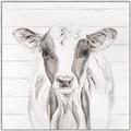 Picture of Frontal Cow Portrait _GroupedProduct_Square_Canvas_Framed_