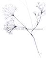 Picture of Flowering Tree Twigs II _GroupedProduct_Rectangle_Portrait_Unframed_Print_Only_