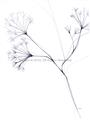 Picture of Flowering Tree Twigs II _GroupedProduct_Rectangle_Portrait_Unframed_Print_Only_