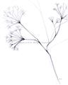 Picture of Flowering Tree Twigs II _GroupedProduct_Rectangle_Portrait_Unframed_Print_Only_
