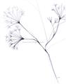 Picture of Flowering Tree Twigs II _GroupedProduct_Rectangle_Portrait_Unframed_Print_Only_