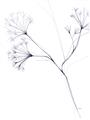 Picture of Flowering Tree Twigs II _GroupedProduct_Rectangle_Portrait_Unframed_Print_Only_