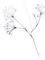 Picture of Flowering Tree Twigs II _GroupedProduct_Rectangle_Portrait_Unframed_Print_Only_