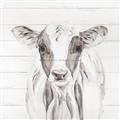 Picture of Frontal Cow Portrait _GroupedProduct_Square_Unframed_Print_Only_