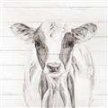 Picture of Frontal Cow Portrait _GroupedProduct_Square_Unframed_Print_Only_