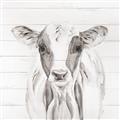 Picture of Frontal Cow Portrait _GroupedProduct_Square_Unframed_Print_Only_
