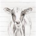 Picture of Frontal Cow Portrait _GroupedProduct_Square_Unframed_Print_Only_
