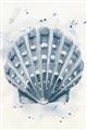 Picture of Blue Seashell _GroupedProduct_Rectangle_Portrait_Unframed_Print_Only_