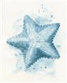 Picture of Teal Starfish _GroupedProduct_Rectangle_Portrait_Unframed_Print_Only_