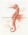 Picture of Coral Seahorse _GroupedProduct_Rectangle_Portrait_Unframed_Print_Only_