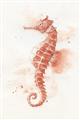 Picture of Coral Seahorse _GroupedProduct_Rectangle_Portrait_Unframed_Print_Only_
