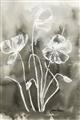 Picture of Brown & White Flower I  _GroupedProduct_Rectangle_Portrait_Unframed_Print_Only_